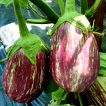 گیاه بادمجان زبرا دلمه ای