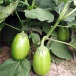 گیاه بادمجان سبز آفریقایی