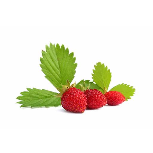 توت فرنگی مینیاتوری توت فرنگی مینیاتوری