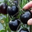چیدن گوجه چری مشکی ارگانیک