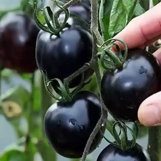 چیدن گوجه چری مشکی ارگانیک