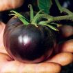 گوجه چری مشکی ارگانیک در دست