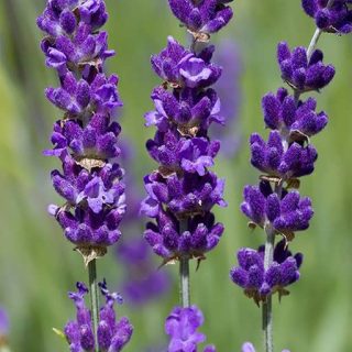 غنچه لاوندر انگلیسی