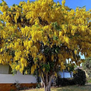 درخت کاسیا (گل پهلوی) جلوی خانه