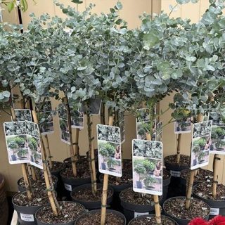 درختچه اکالیپتوس دلار نقره ای داخل گلدان