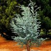 درختچه اکالیپتوس دلار نقره ای