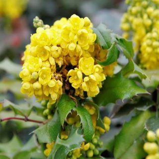 گل ماهونیا در طبیعت