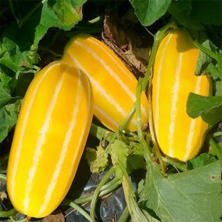 بوته خربزه کره ای در گلخانه