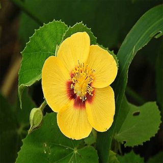 گل ابوتیلون (گاو پنبه) در طبیعت
