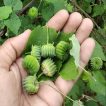 غنچه ابوتیلون (گاو پنبه) در دست