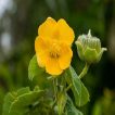 گل ابوتیلون (گاو پنبه)