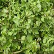 سبزی آب تره (بولاغ اوتی) درخاک