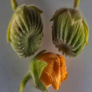 غنچه و گل ابوتیلون جنوبی