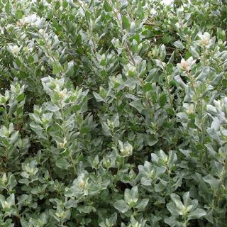 سلمکی بوته ای، آتریپلکس در باغ