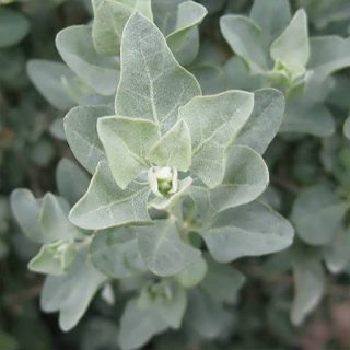 شاخه سلمکی بوته ای، آتریپلکس