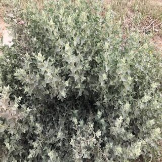 سلمکی ساقه سفید، آتریپلکس