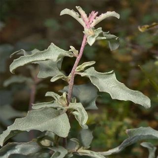 شاخه سلمکی ساقه سفید، آتریپلکس