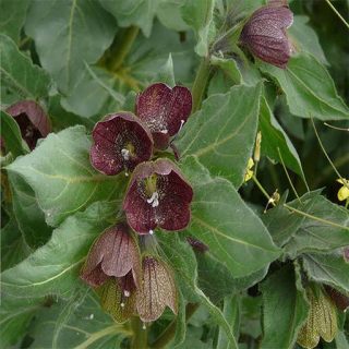 گل بنگدانه مشبک در طبیعت