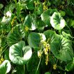 زبان طلا (پیر سنبل) در محوطه