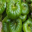 برگ زبان طلا (پیر سنبل)