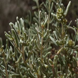 برگ اشنان، گیاه چوغان