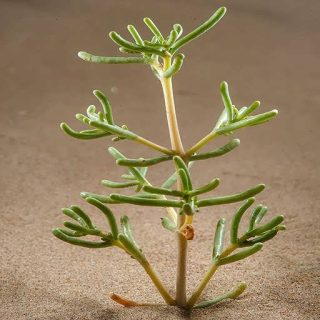 اشنان، گیاه چوغان کوچک