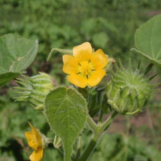 شکوفه شال کنف