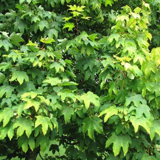 شاخه و برگ افرا شبه چناری