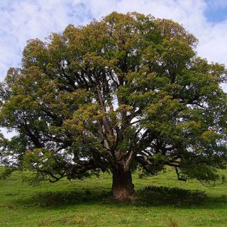 افرا شبه چناری از جلو