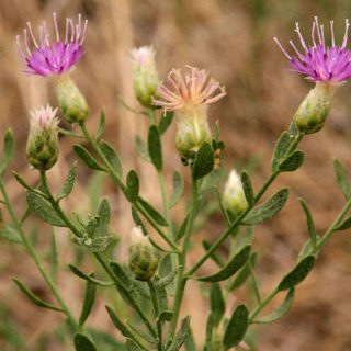 شکوفه تلخه گیجه