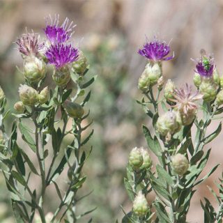 شاخه تلخه گیجه