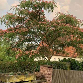 درخت ابریشم