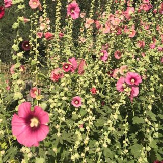 شاخه ختمی وحشی