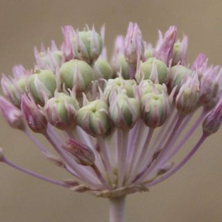 بذر پیاز صورتی