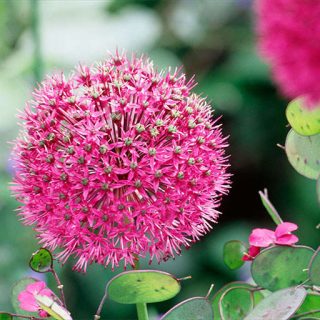 شکوفه پیاز زراعی