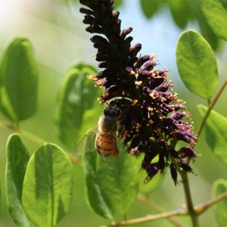 زنبور کنار گیاه نیلک در دشت