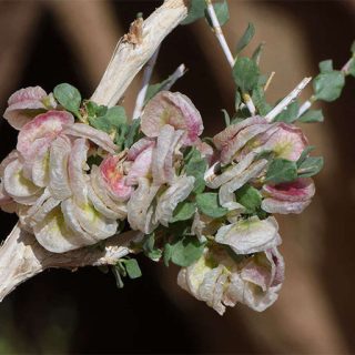 شکوفه کاروان کش