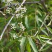 شاخه چریش