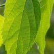 برگ داغداغان اروپایی