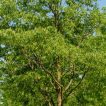 داغداغان اروپایی در طبیعت