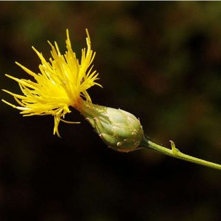 گل گندم مهاجر