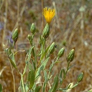 غنچه گل گندم مهاجر