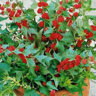 شاخه سلمک توت گنجشکی