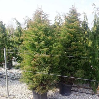 سدر ژاپنی در گلدان