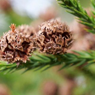 بذر سدر ژاپنی