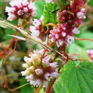 گیاه سس تکدانه با برگ