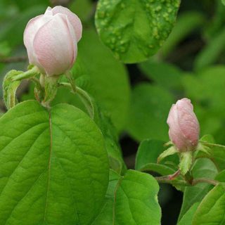 شکوفه به دانه