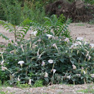 بوته داتوره تماشایی