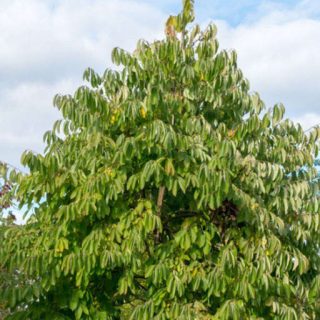 درخت خرمالوی آمریکایی