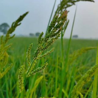 گیاه سوروف در دشت